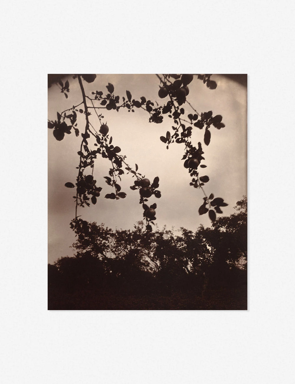 Branche De Pommier Print By Eugène Atget 2 Branche De Pommier Print By Eugène Atget - Image 2