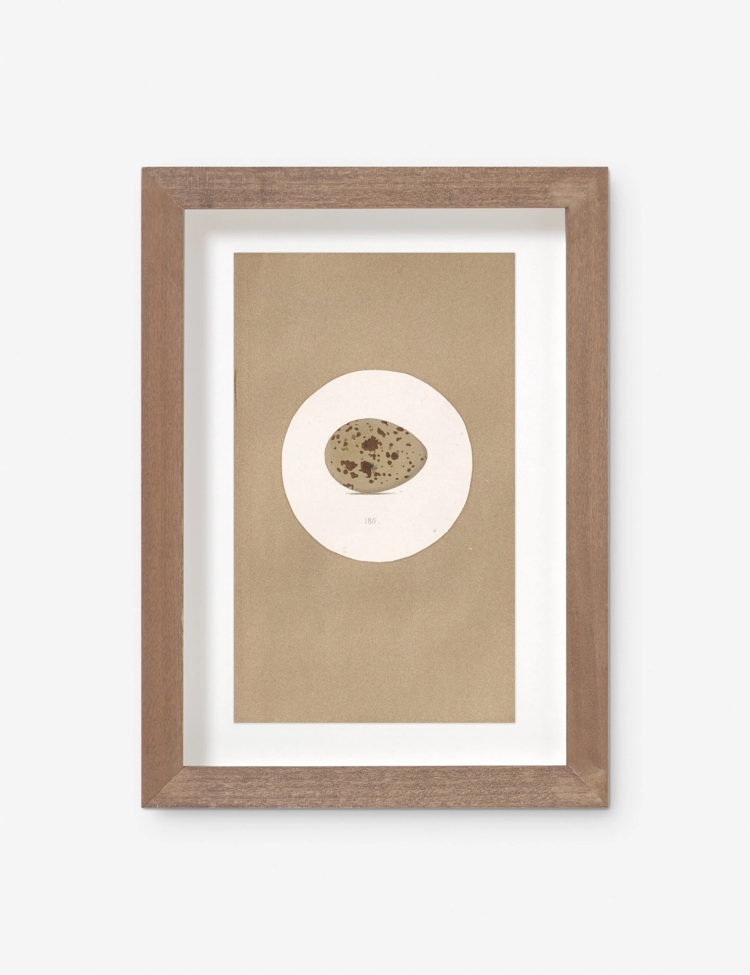 Vintage Bird Watercolor No. 185 Wall Art By Visual Contrast 1 Vintage Bird Watercolor No. 185 Wall Art By Visual Contrast