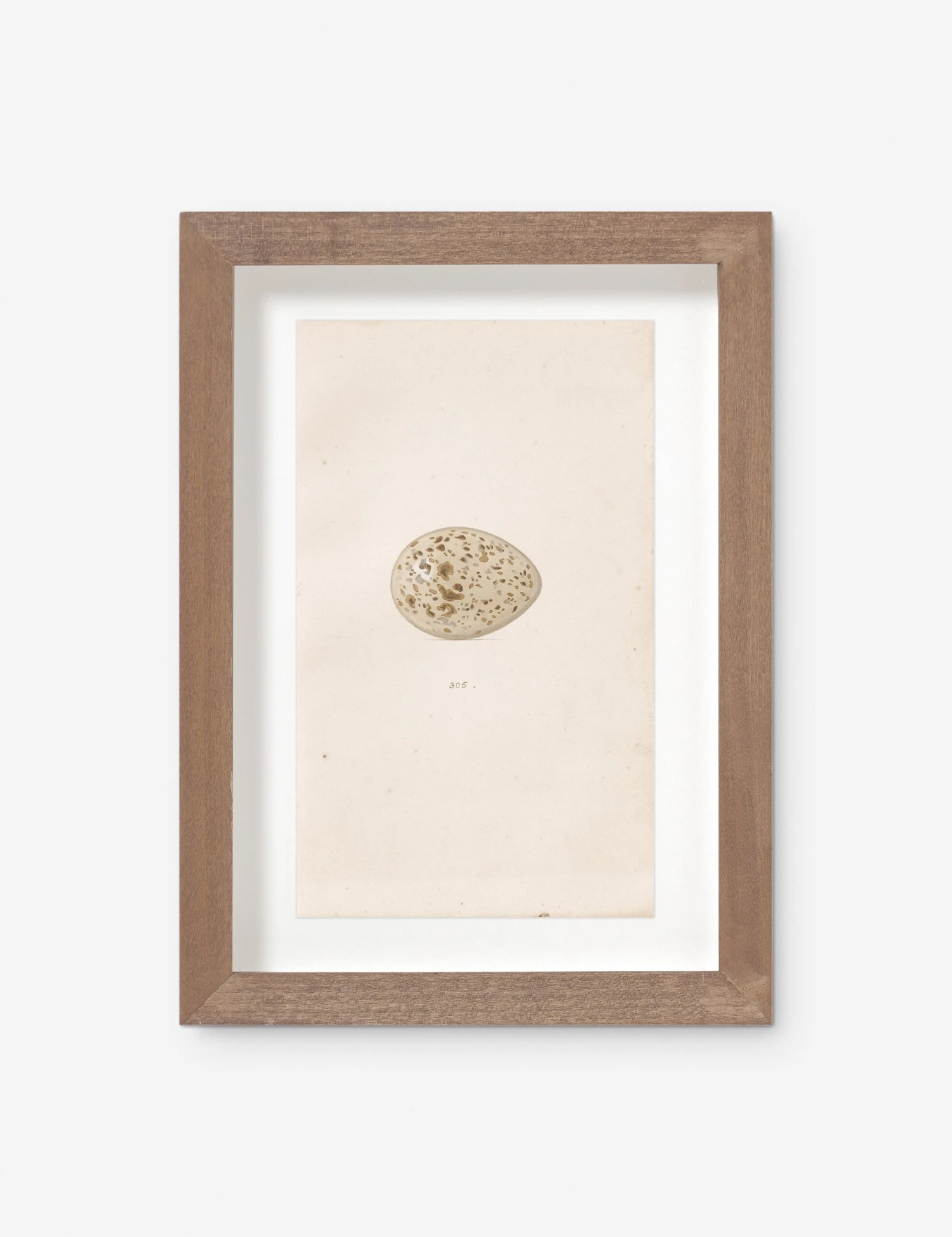 Vintage Bird Watercolor No. 305 Wall Art By Visual Contrast 1 Vintage Bird Watercolor No. 305 Wall Art By Visual Contrast