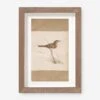 Vintage Bird Watercolor No. 61 Wall Art By Visual Contrast