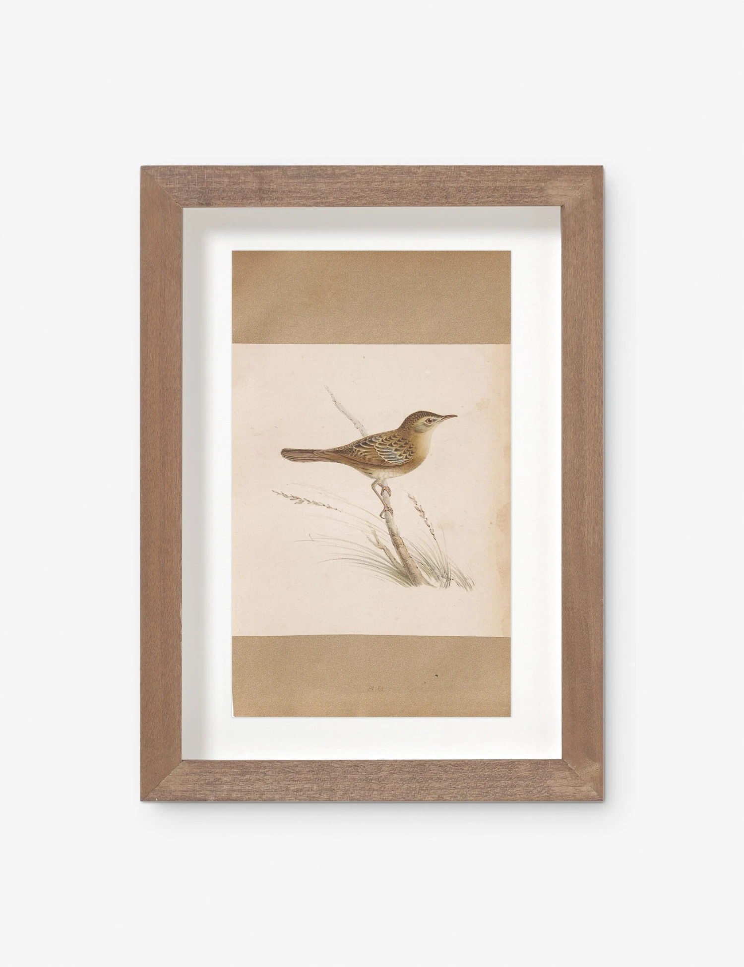 Vintage Bird Watercolor No. 61 Wall Art By Visual Contrast 1 Vintage Bird Watercolor No. 61 Wall Art By Visual Contrast