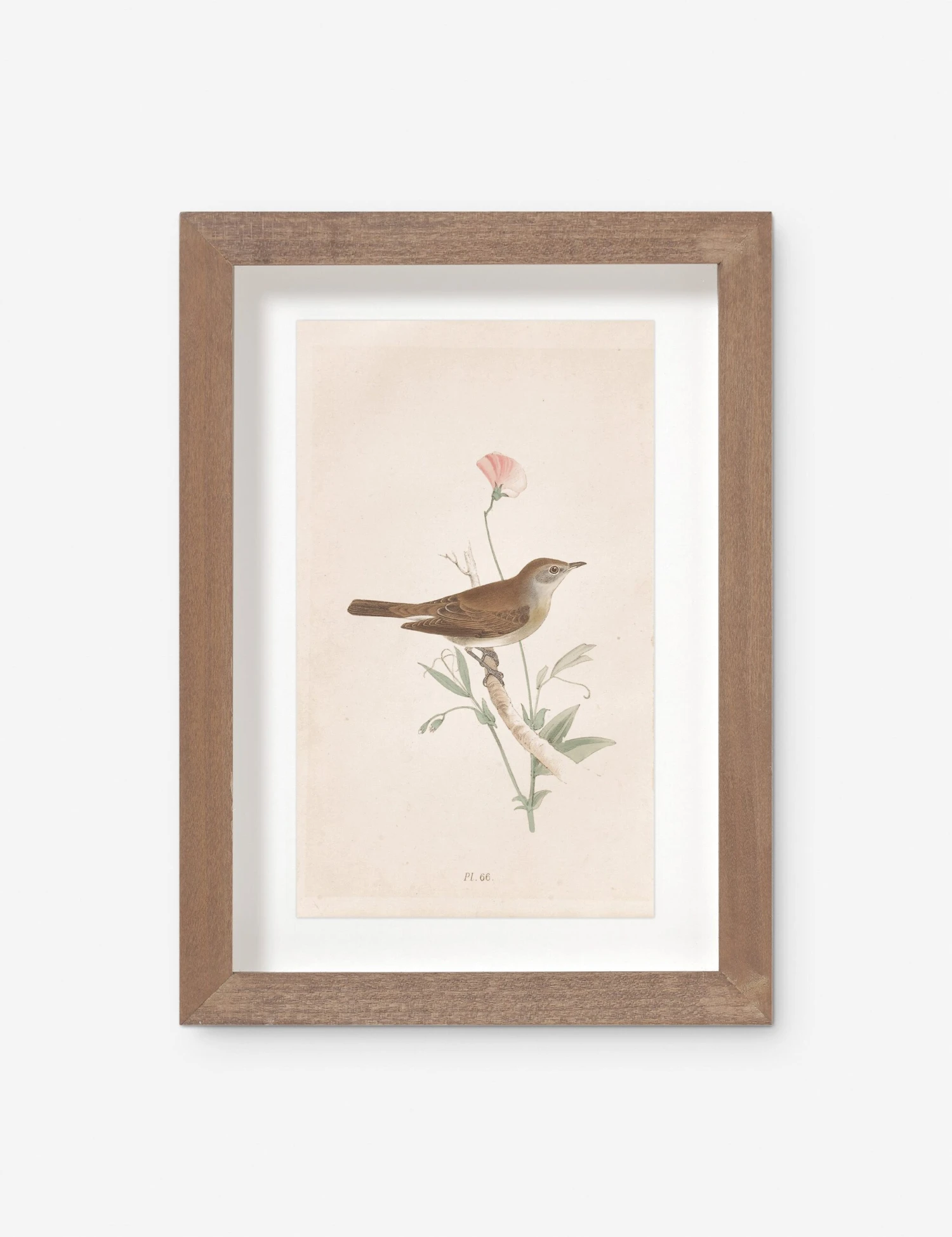 Vintage Bird Watercolor No. 66 Wall Art By Visual Contrast 1 Vintage Bird Watercolor No. 66 Wall Art By Visual Contrast
