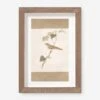 Vintage Bird Watercolor No. 70 Wall Art By Visual Contrast