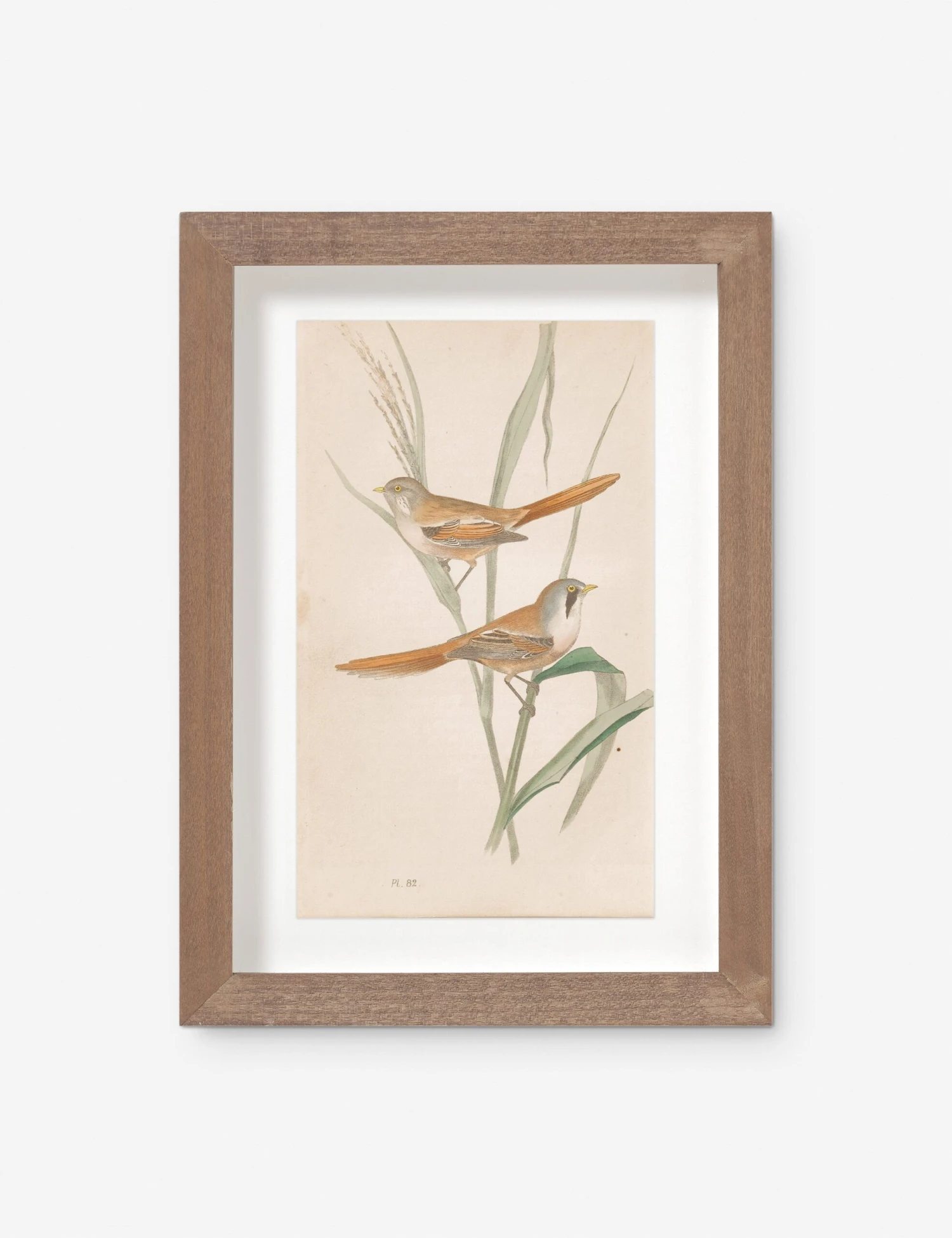 Vintage Bird Watercolor No. 82 Wall Art By Visual Contrast 1 Vintage Bird Watercolor No. 82 Wall Art By Visual Contrast