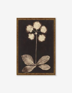 Botanical Photogram Print