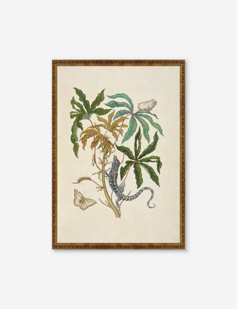 Cassava With White Peacock Butterfly And Young Golden Tegu Wall Art By Maria Sibylla Meria 1 Cassava With White Peacock Butterfly And Young Golden Tegu Wall Art By Maria Sibylla Meria