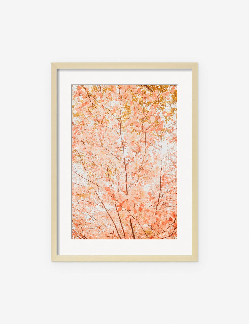 Pastel Fall Tree Photography Print By Ingrid Beddoes 1 Pastel Fall Tree Photography Print By Ingrid Beddoes