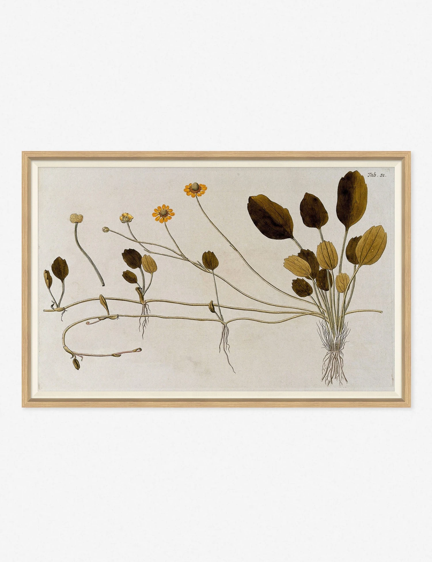 Flowering Plants II Wall Art By Franz Anton Von Scheidl 1 Flowering Plants II Wall Art By Franz Anton Von Scheidl
