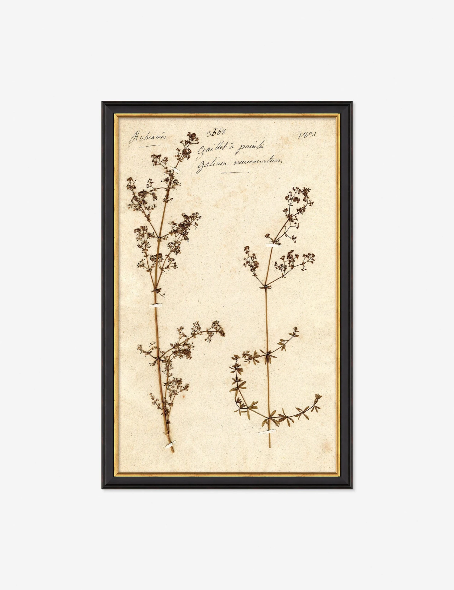 Herbarium B Wall Art 1 Herbarium B Wall Art