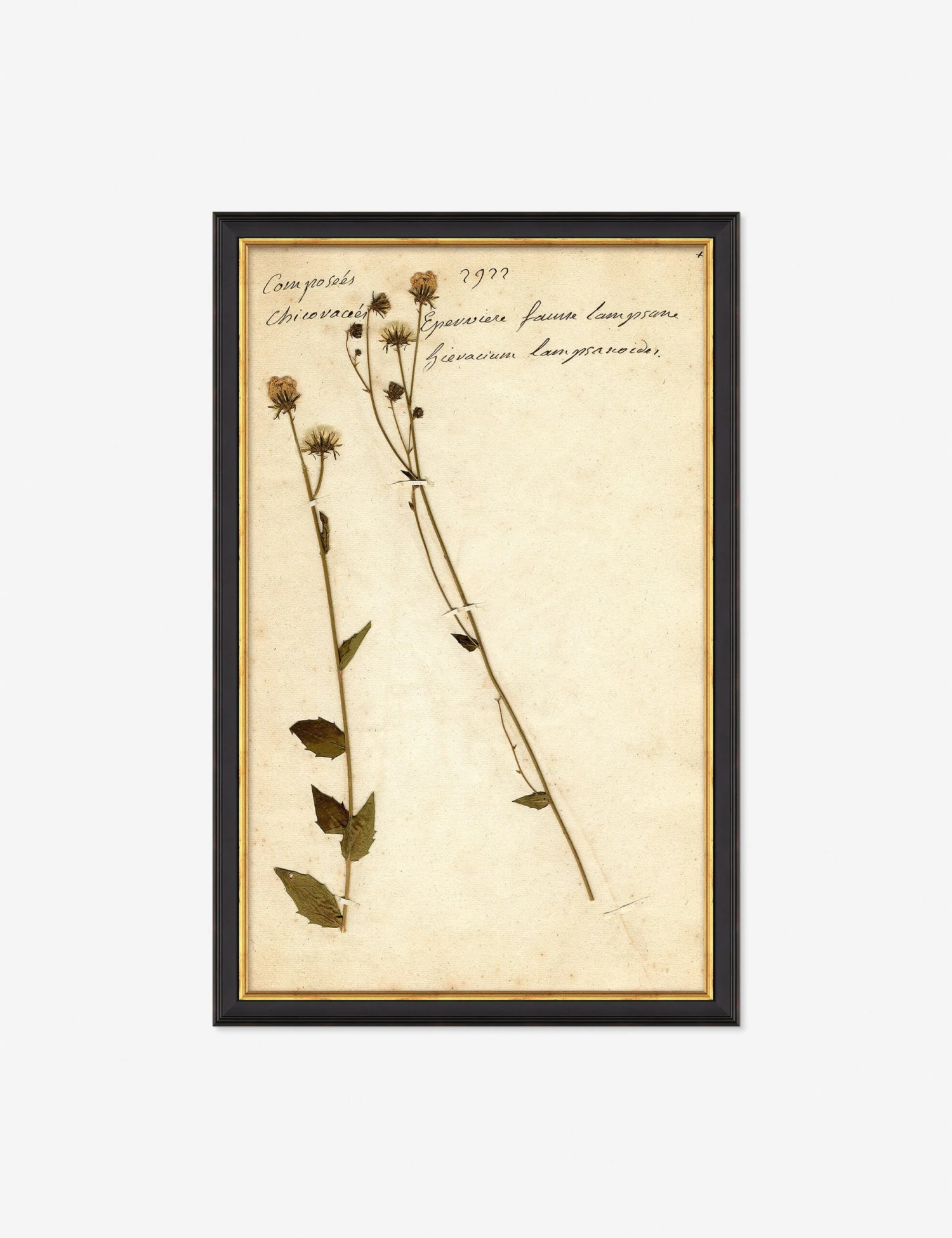 Herbarium C Wall Art 1 Herbarium C Wall Art