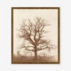 Oak Tree Print By William Henry Fox Talbot