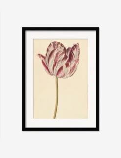 Red And White Tulip Print -Home Furnishings RedandWhiteTulipBlackMatted