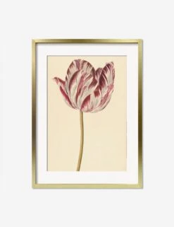 Red And White Tulip Print -Home Furnishings RedandWhiteTulipGoldMatted