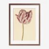 Red And White Tulip Print